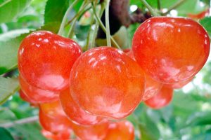 Cherry Picking in Nanbu