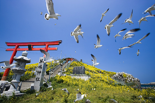 蕪島 ～国の天然記念物 指定100周年～ | VISIT HACHINOHE | VISITは