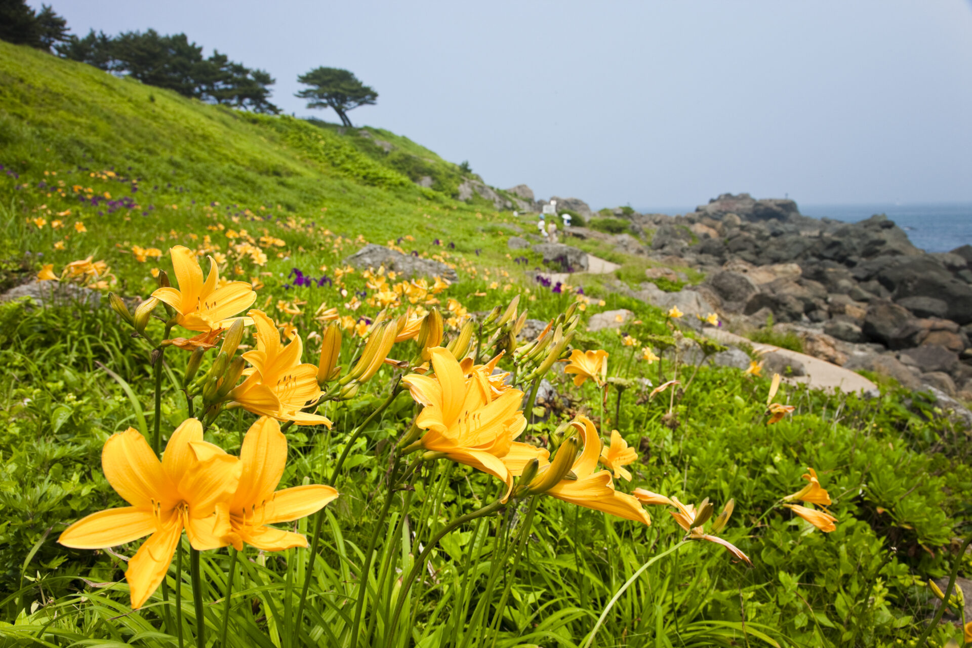 Tanabu Coast Natural Lawn Area Enjoy a Beautiful Flower Garden with over 650 Species of Plants in Full Bloom!