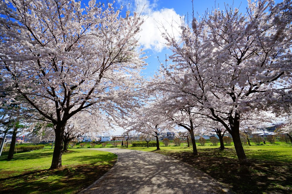 新井田公園 VISIT HACHINOHE VISITはちのへ観光物産サイト