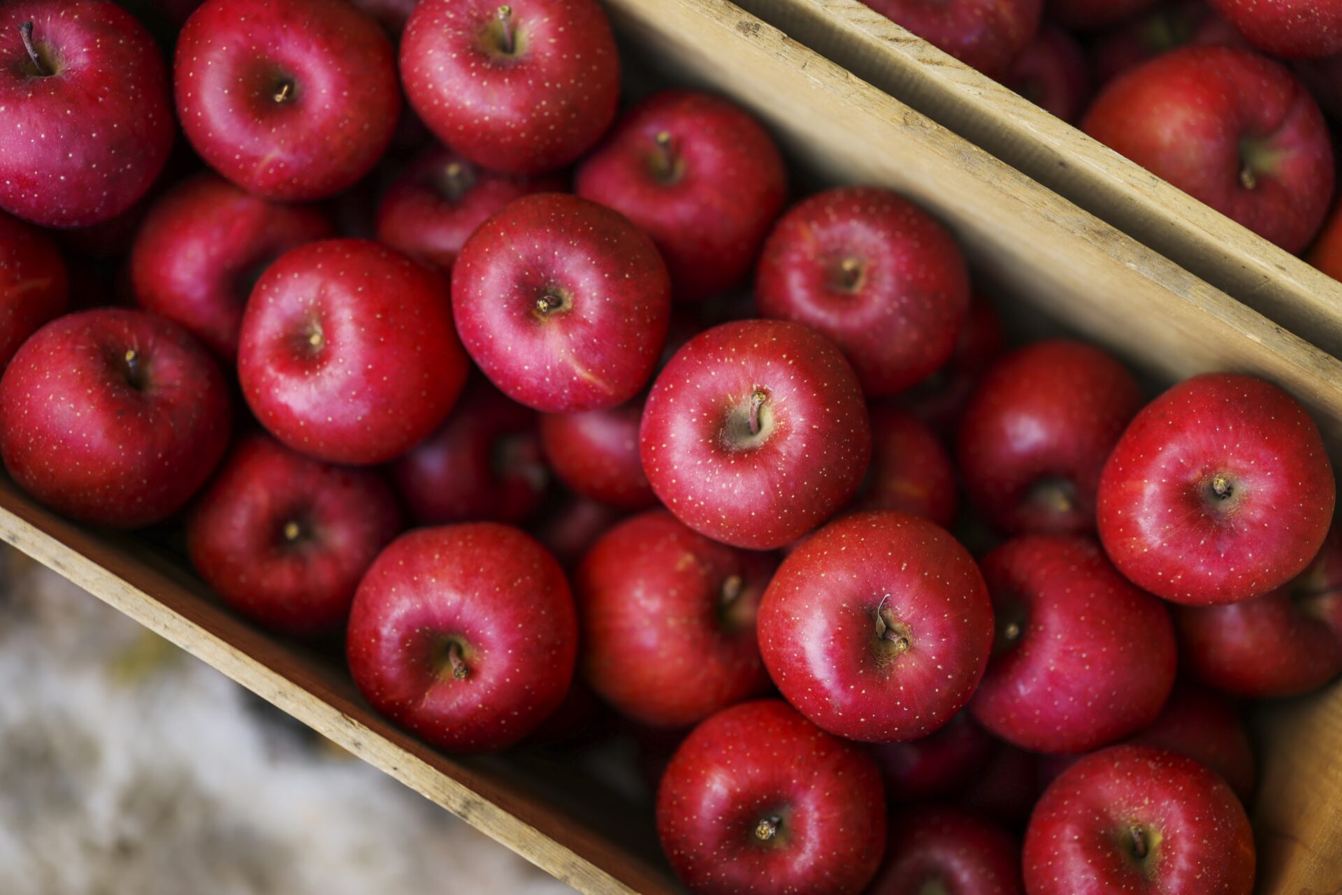 青森県✨山奥の農家直送りんご屋　ブルーベリーの穂木各種 青森県✨山奥の農家直送りんご屋様専用 ブルーベリーの穂木各種 りんご