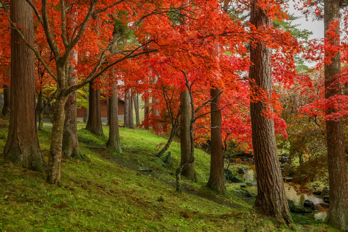 カッコーの森の紅葉