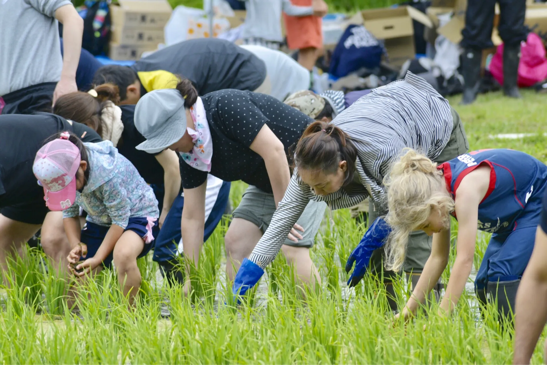 「がんじゃ自然酒倶楽部」の田植えイベント